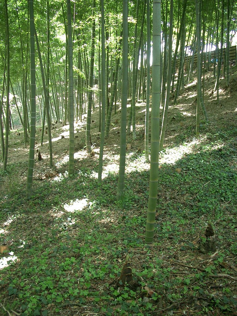〜タケノコ〜