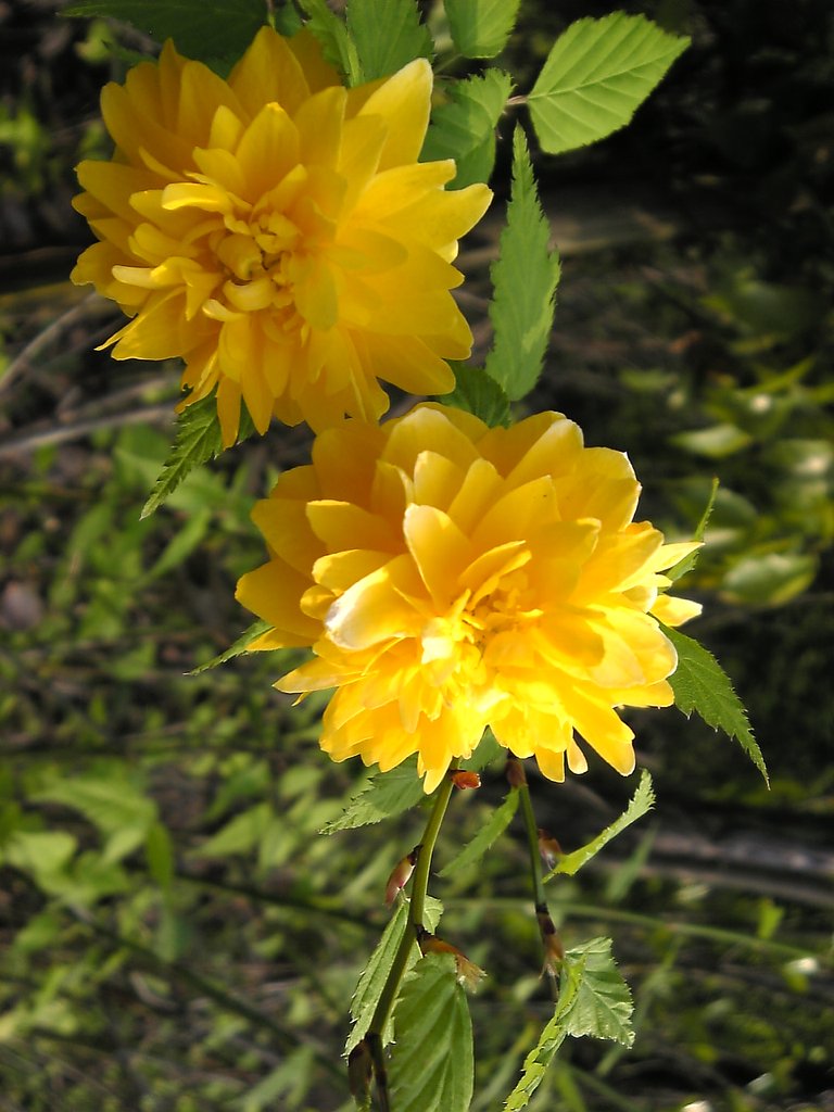 お花シリーズ