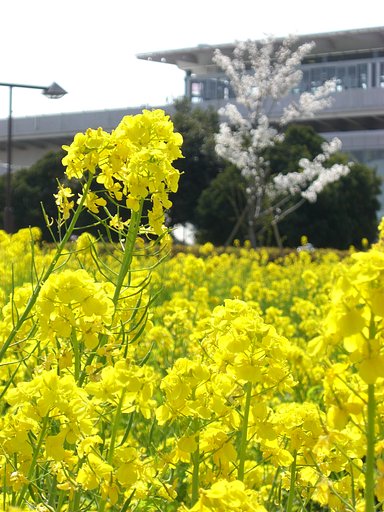 菜の花でお花見
