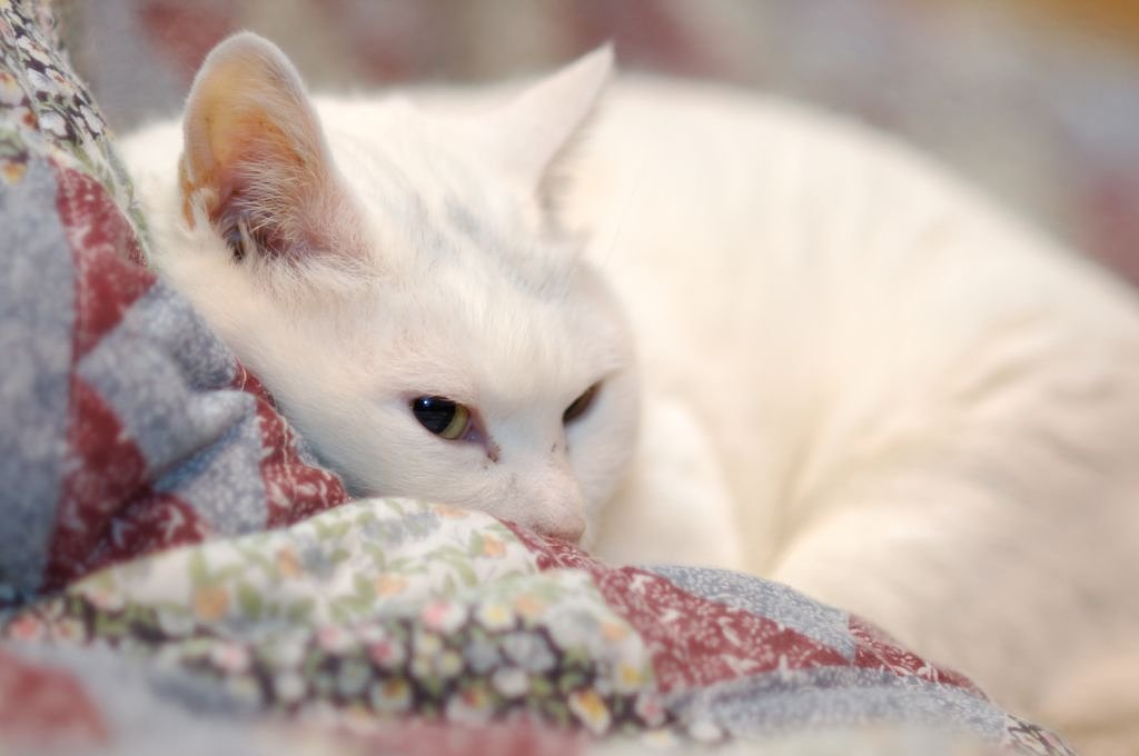 猫はこたつで