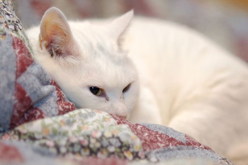 猫はこたつで