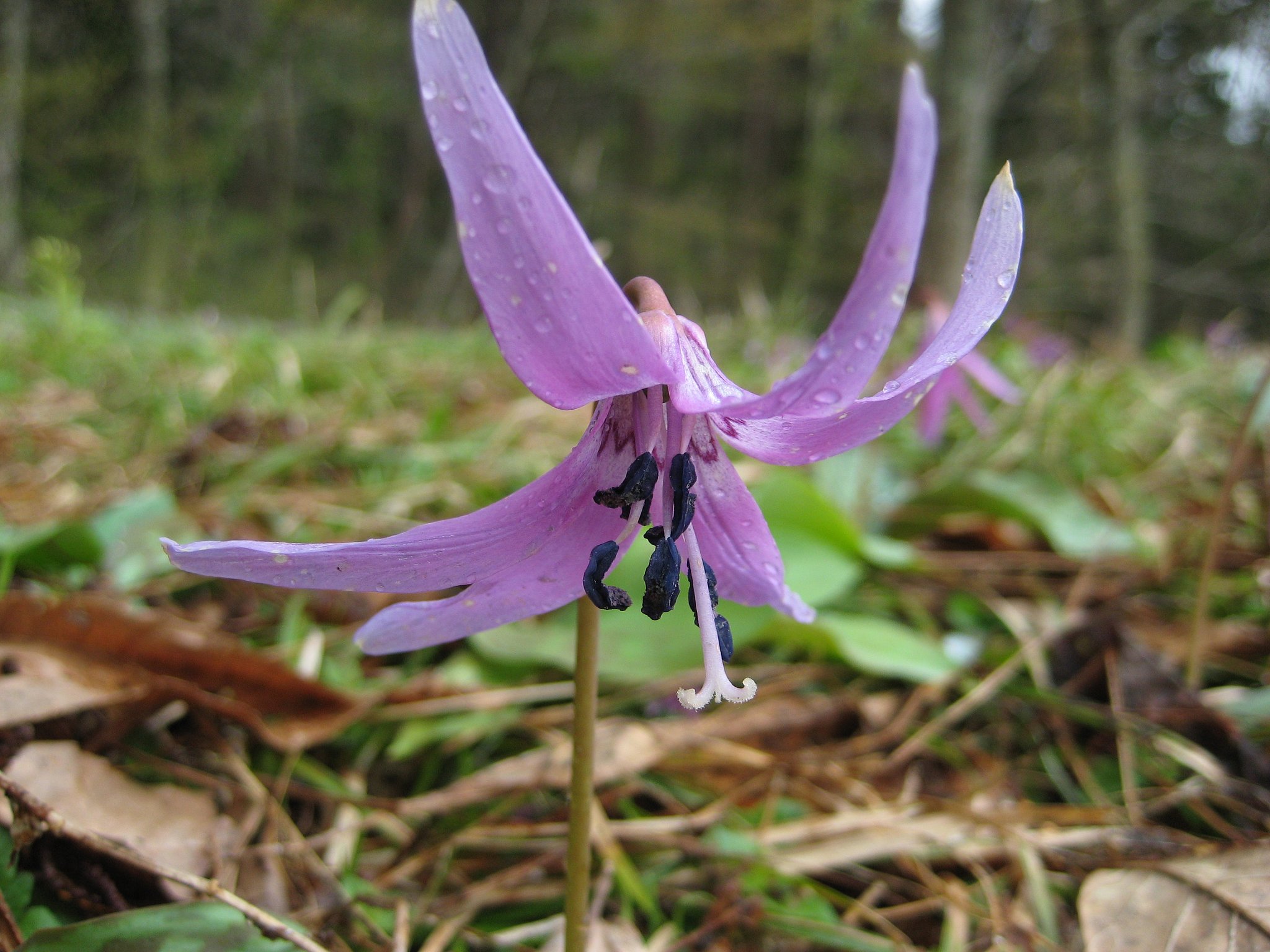 カタクリの花
