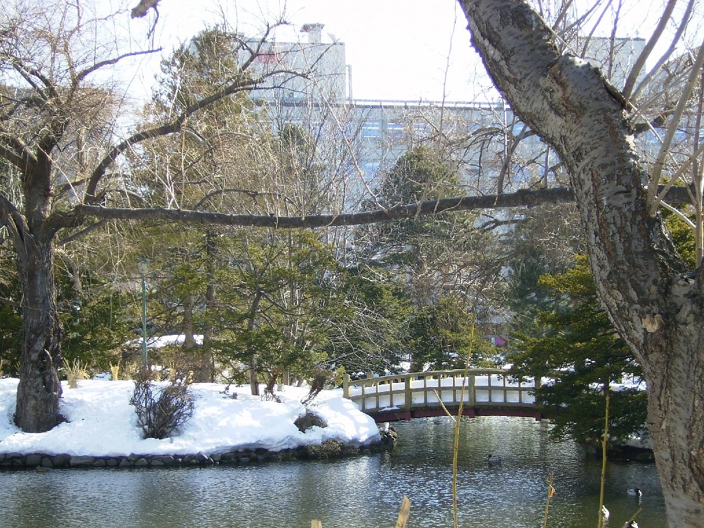 冬の池