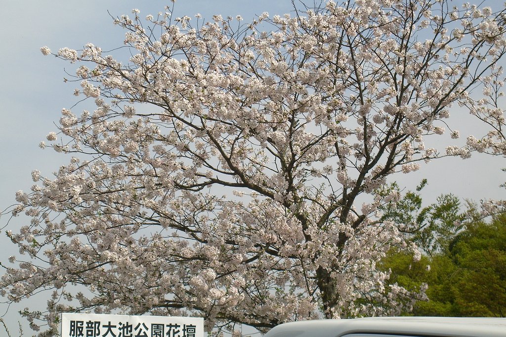 穴場ではない桜