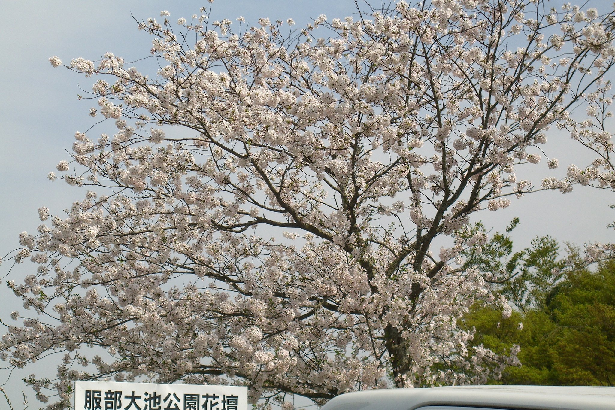 穴場ではない桜