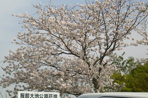 穴場ではない桜