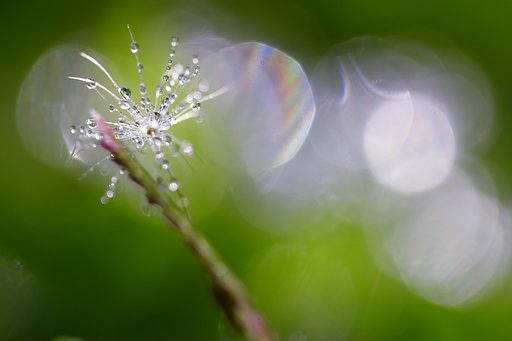 綿毛の輝き