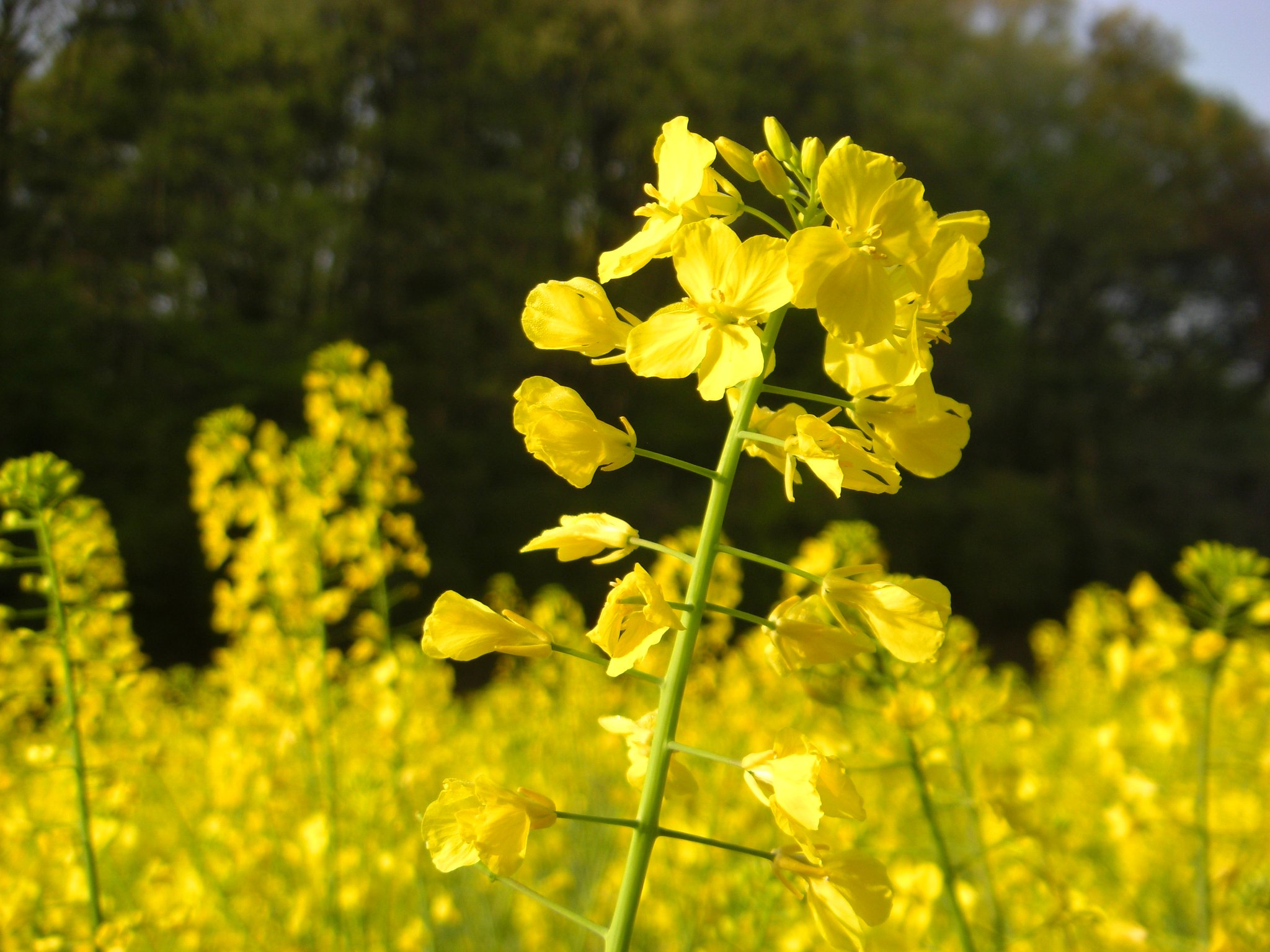菜の花　ただいま満開