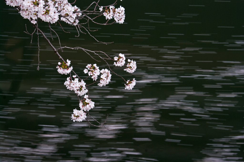 さくら川