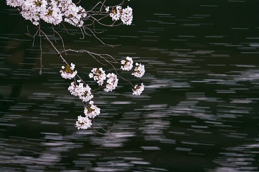 さくら川