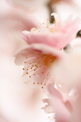 春の足音