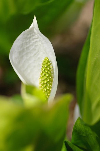 【緑】水芭蕉