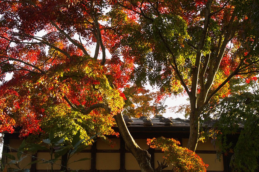 α7D、RAW