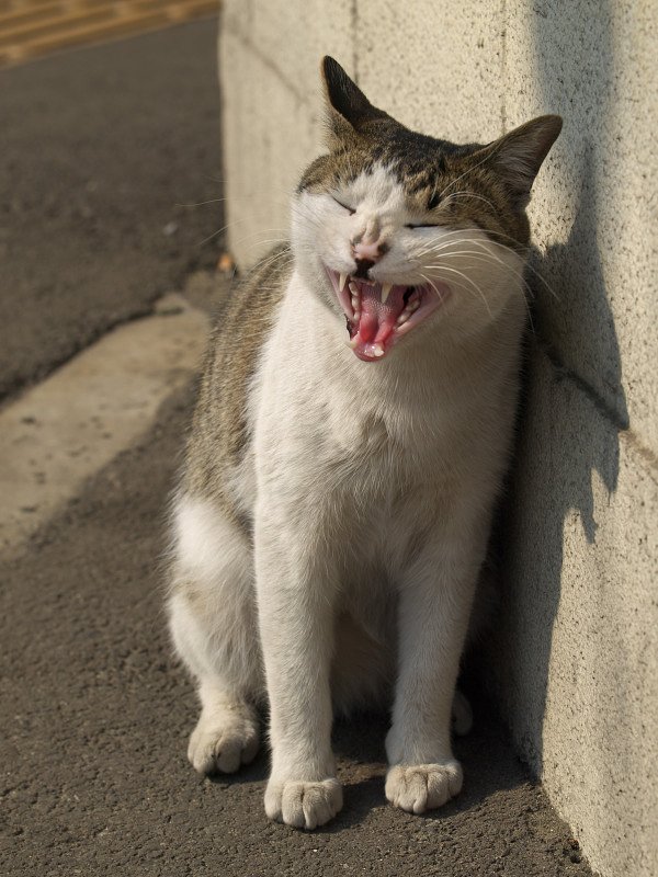 大あくび