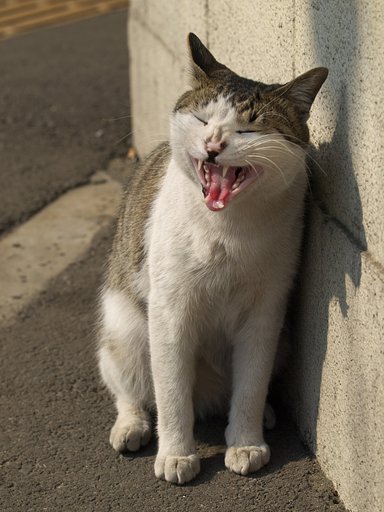 大あくび