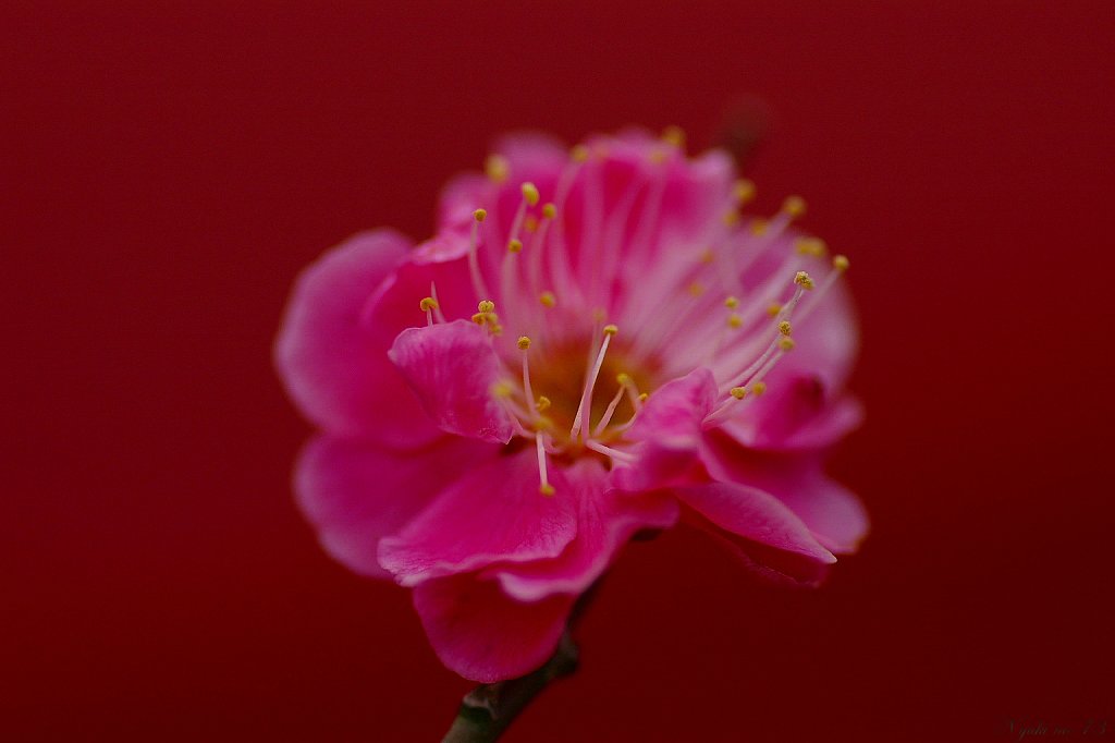 【赤】紅梅