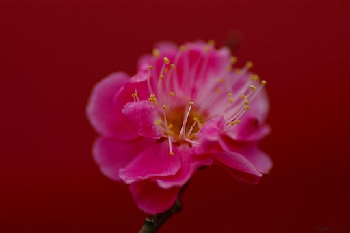 【赤】紅梅