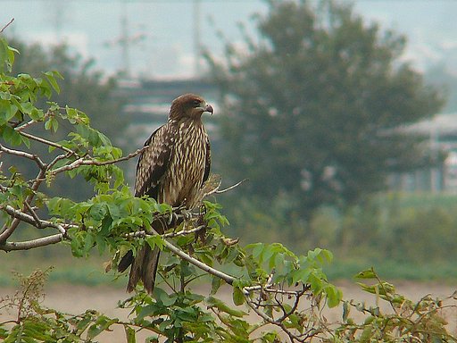 【緑】鳶