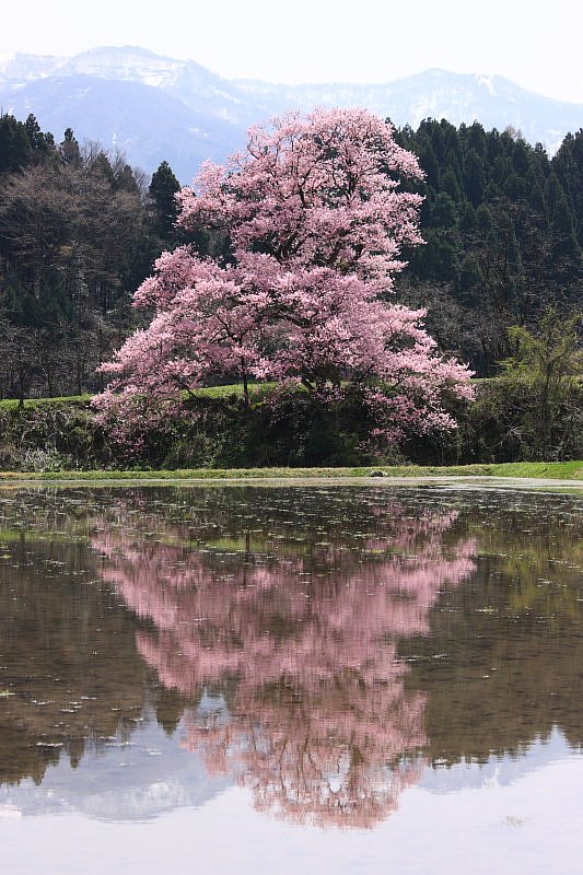 向野の江戸彼岸桜