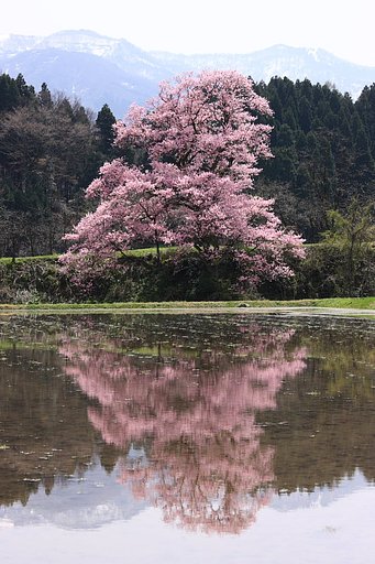 向野の江戸彼岸桜