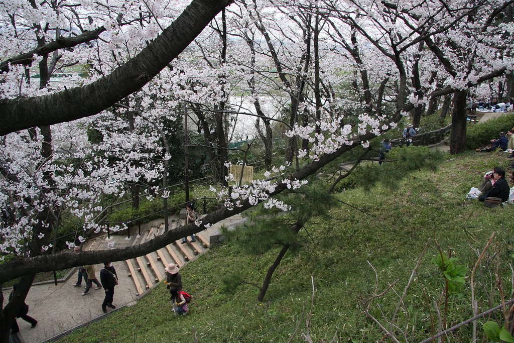 【緑】お花見