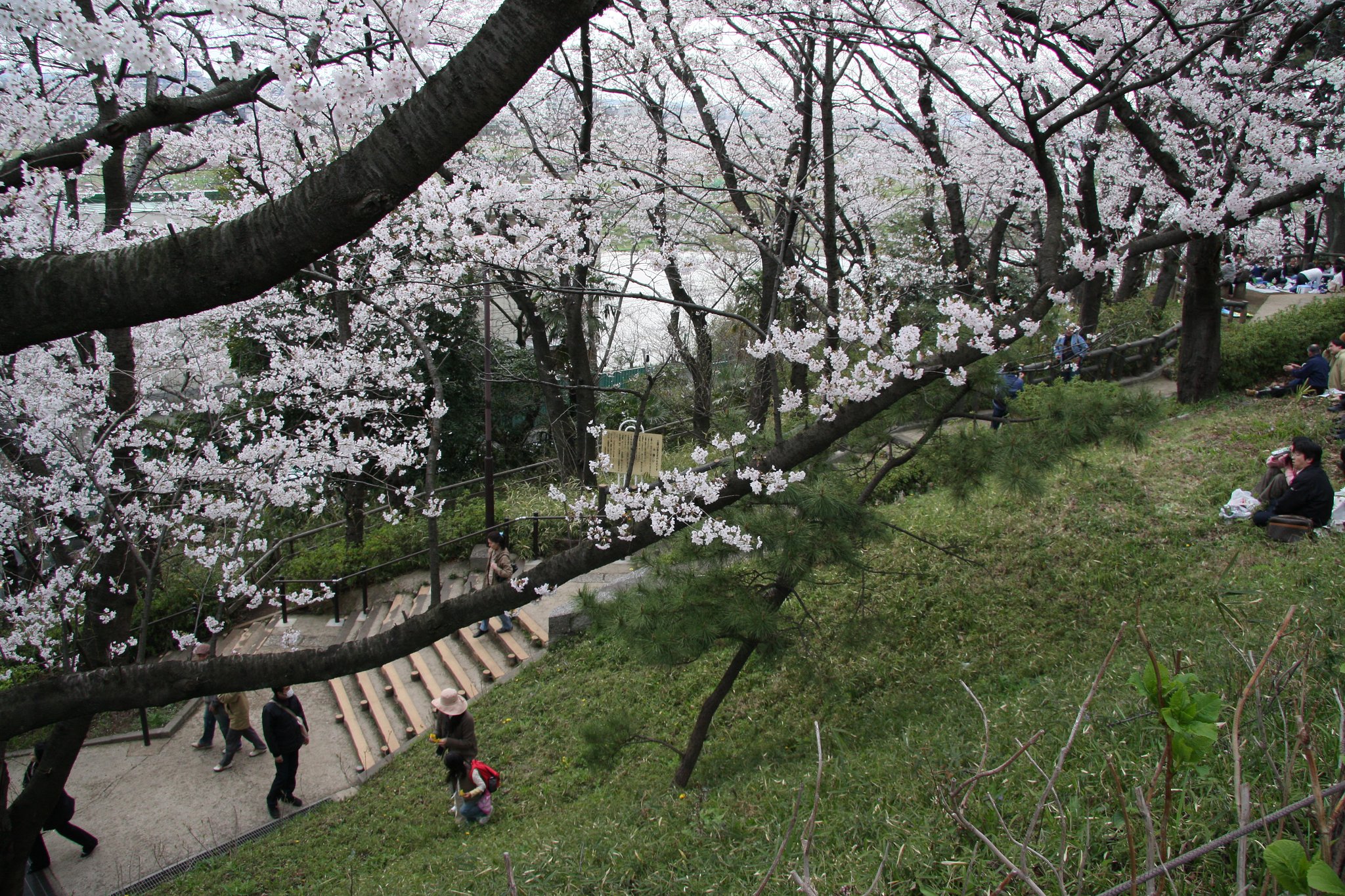【緑】お花見