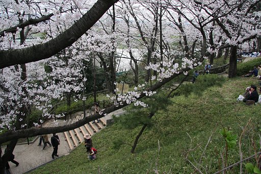 【緑】お花見