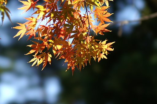 α-lenze 135mm F2.8(T4.5) STFサンプル