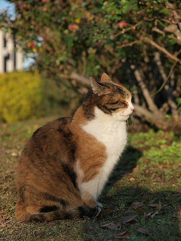 トリオ