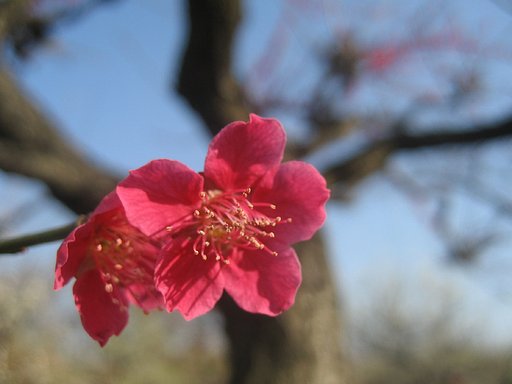 紅梅の【赤】