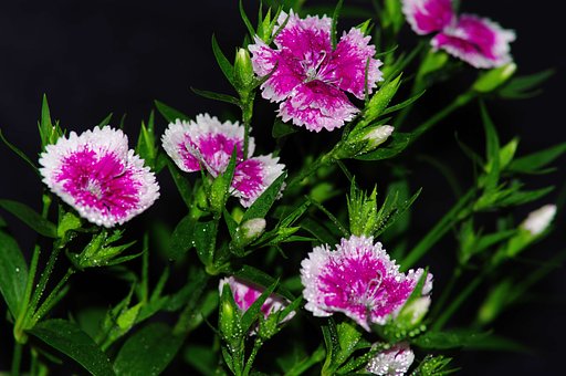 花卉
