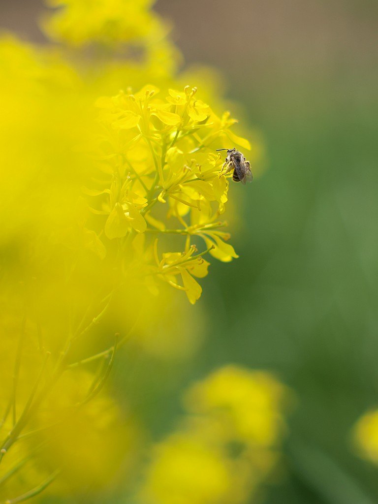 菜の花とハナアブ?