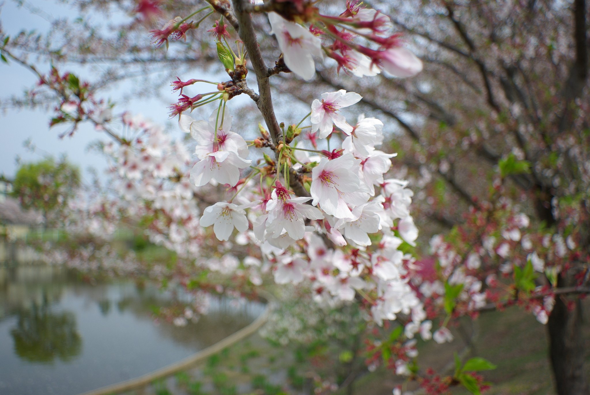 お花見