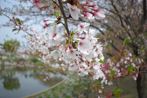 お花見
