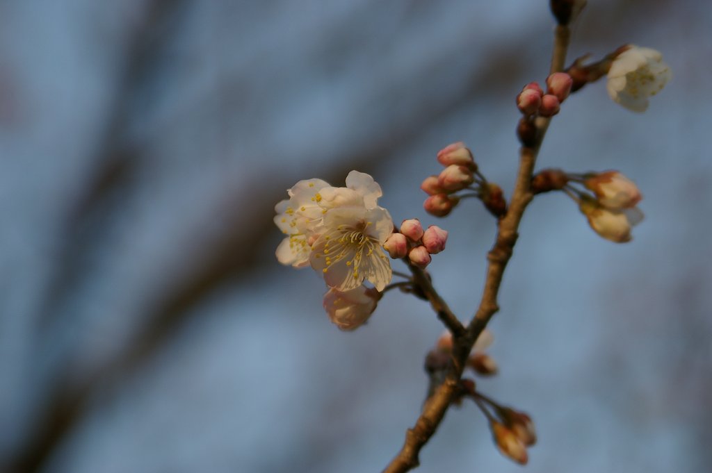 春です