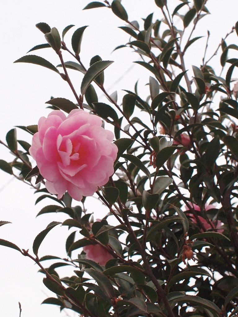 山茶花