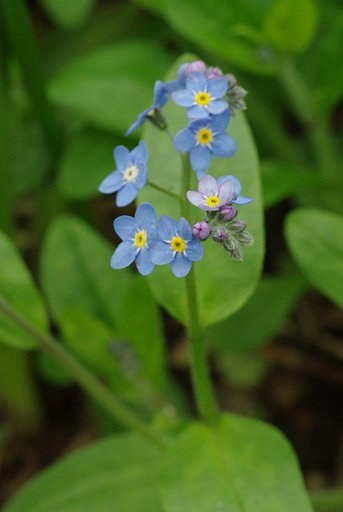 キュウリ草でしょうか？