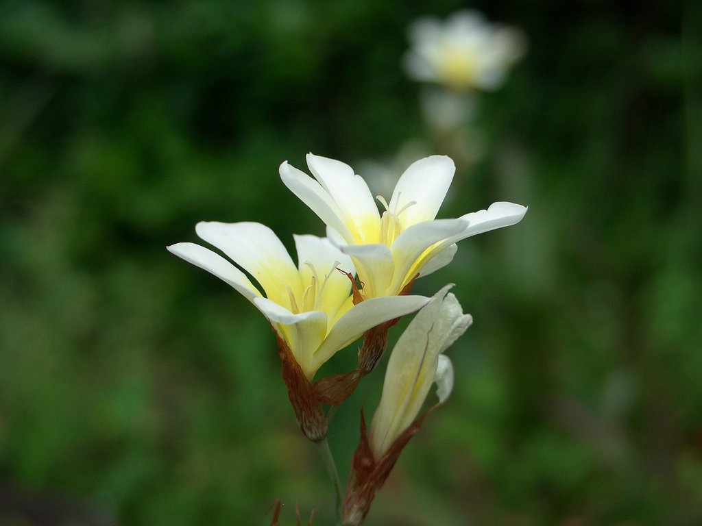 庭の花③
