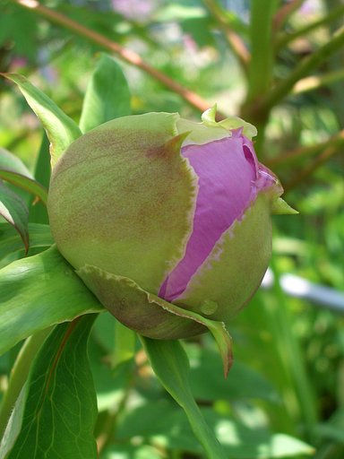 まだ　蕾です・・その後
