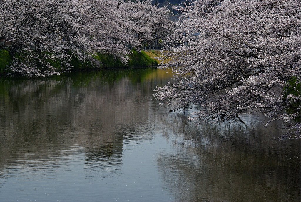 十間川の桜（佐原）ー再Ｕｐ