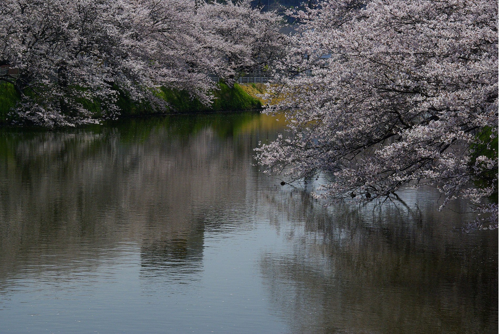 十間川の桜（佐原）ー再Ｕｐ