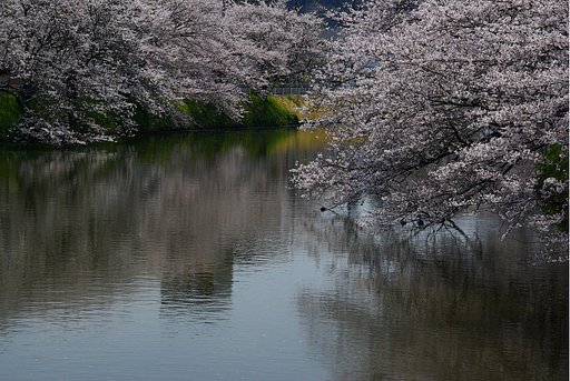 十間川の桜（佐原）ー再Ｕｐ