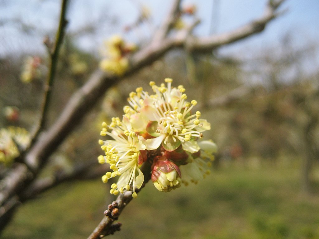 黄梅