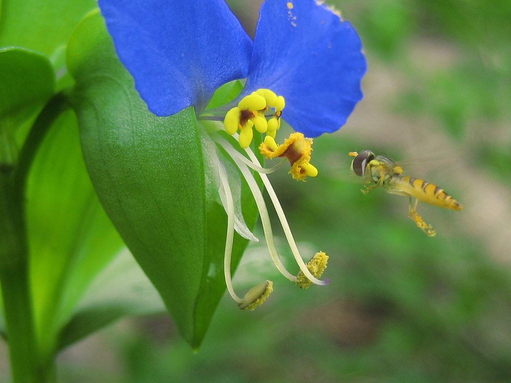 【緑】露草だいすき