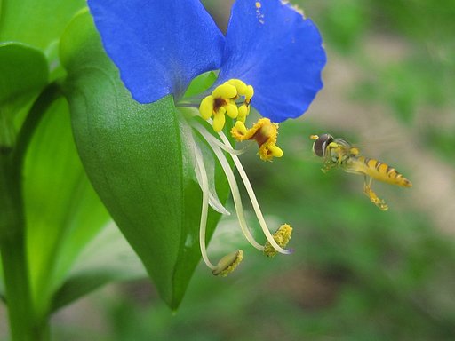 【緑】露草だいすき