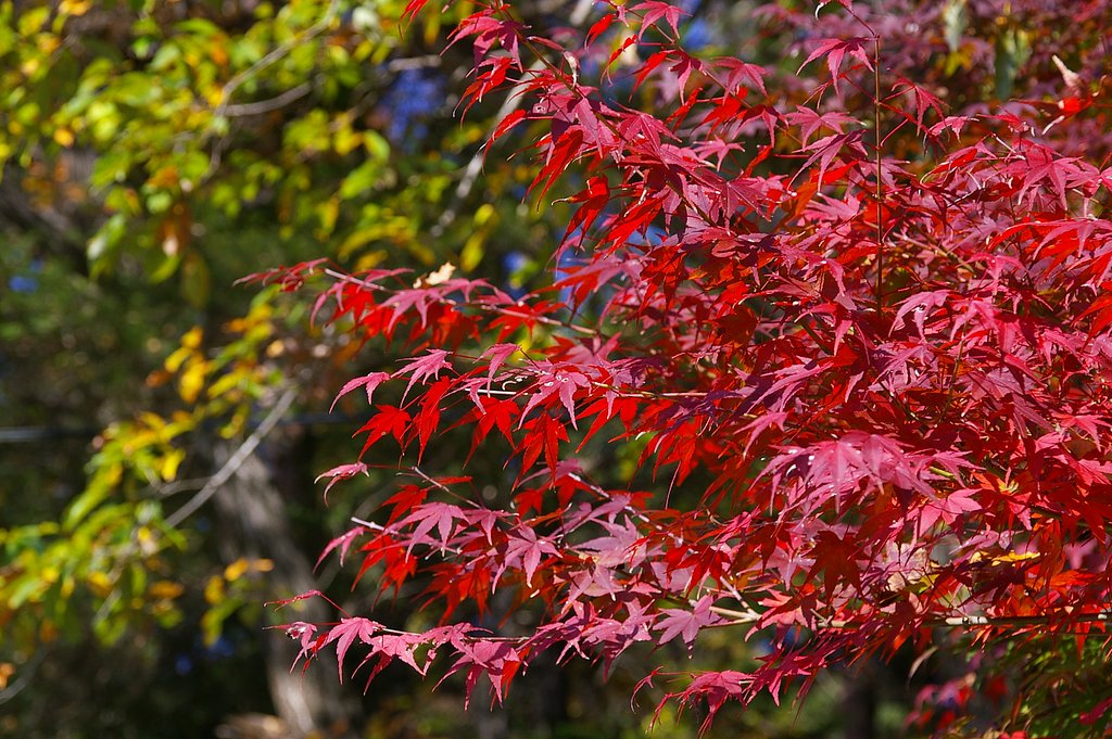 紅葉