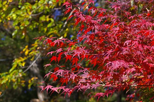 紅葉