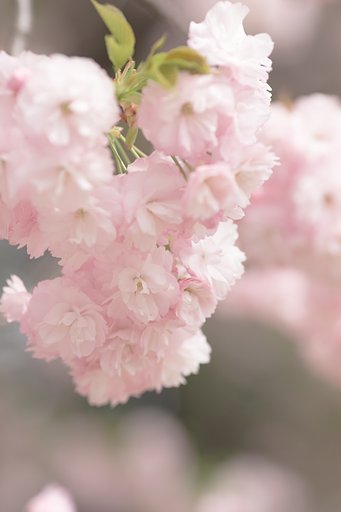 遅い桜