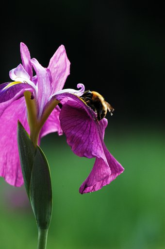 菖蒲と蜂
