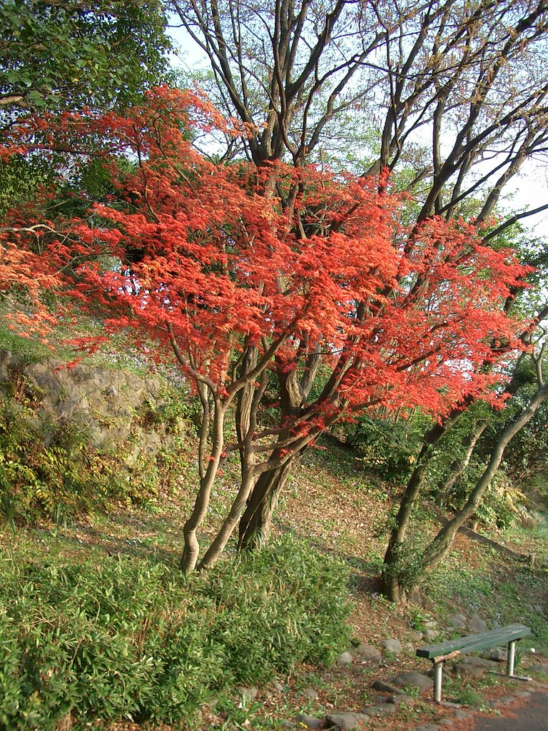 〜春もみじ〜